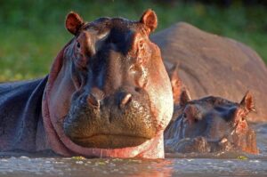 Eight hippopotamuses escape from camp after floods