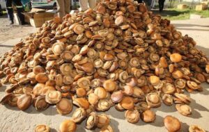 Bfn court sentences abalone syndicate with option to pay fines