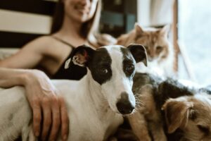 Preparing pets for stress-free celebrations