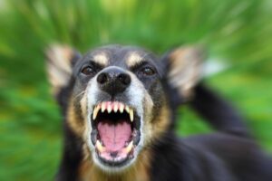 Rabies: still a real threat