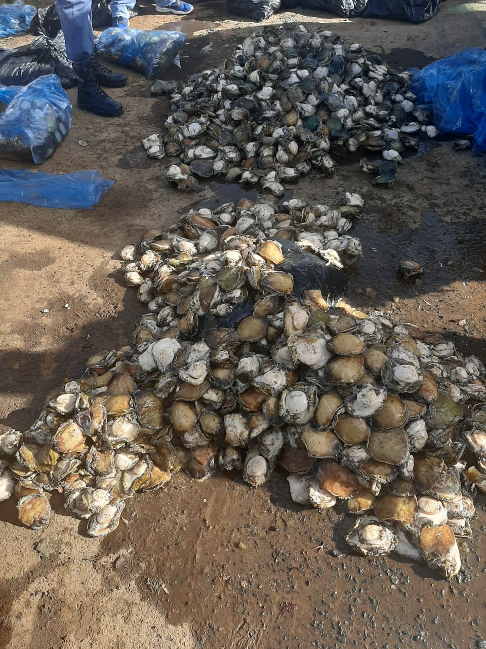 Two abalone smugglers received five-year prison sentences for illegal abalone possession and transportation, ending a two-year investigation.