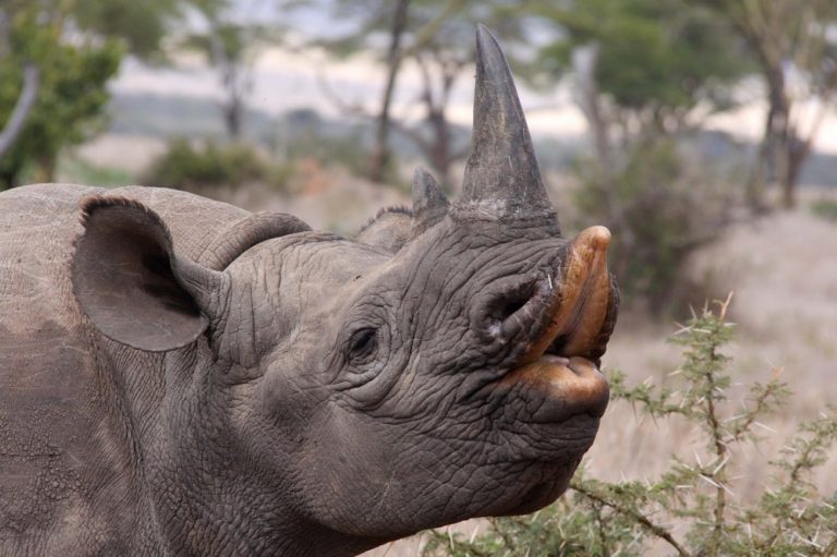 World’s largest Black Rhino sanctuary set to open in Namibia’s Fish River Canyon