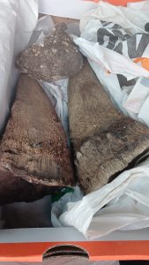 Three suspects arrested in possession of rhino horns in the Western Cape