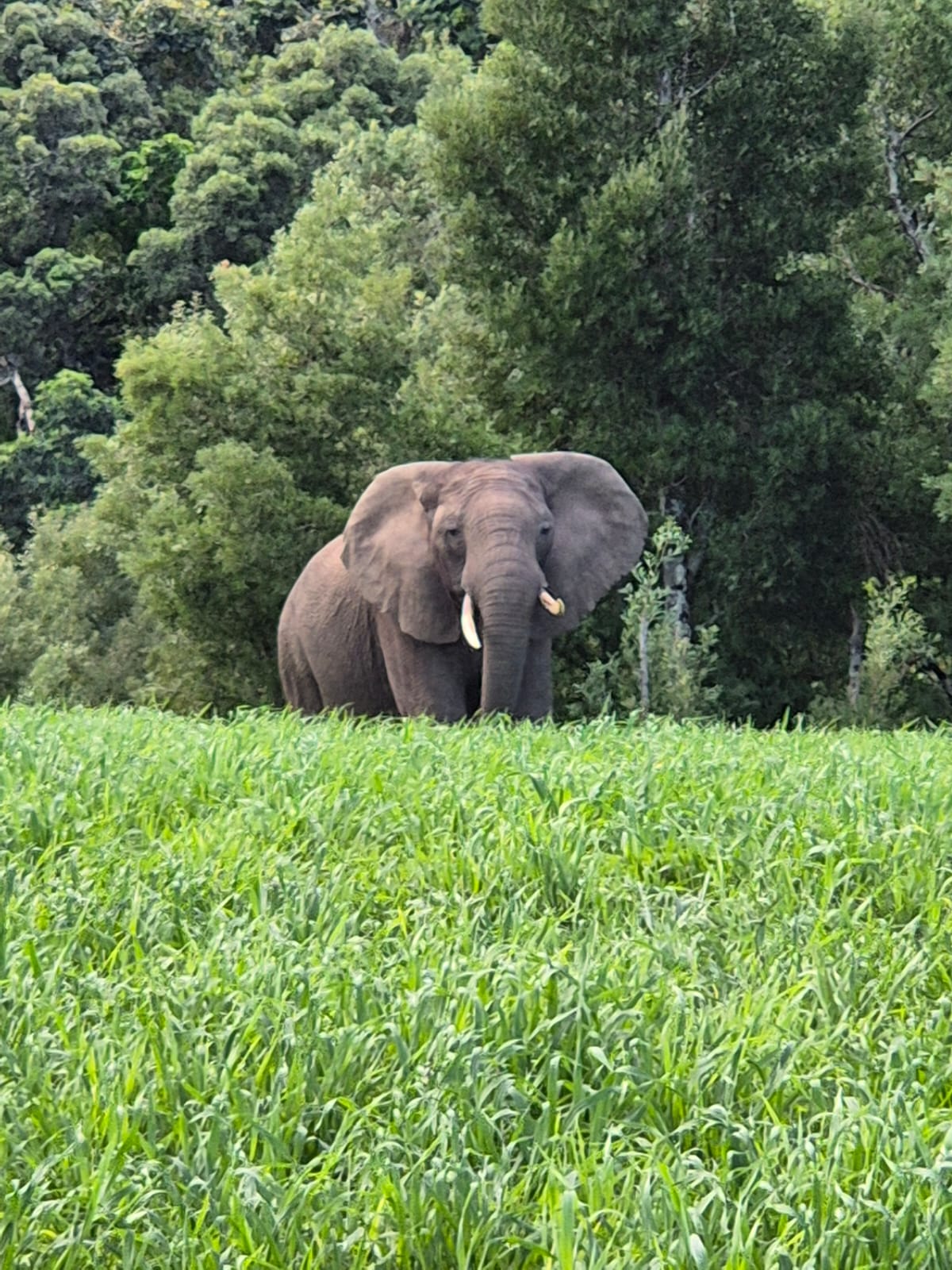 A legendary Knysna elephant has been captured on camera roaming on farmland by Katara.