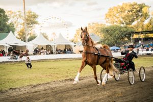 Deadly disease forces Bloem Show to cancel cattle and small-stock show for 2026
