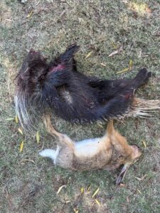 SPCA distraught over illegal hunting of animals in Free State