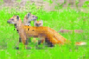 Fotograwe, kiek gou