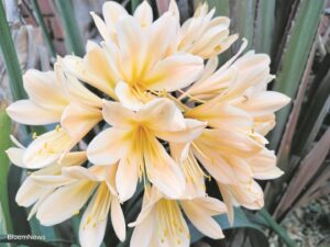 Clivia-skou die naweek aangebied