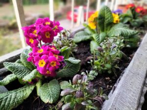 Enjoy gardening in limited space