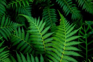 Add a fern for garden joy