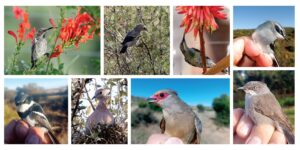 Birds of a feather can flock to Oliewenhuis in May for remarkable demonstration