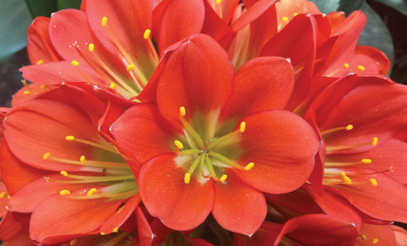 Clivia Show