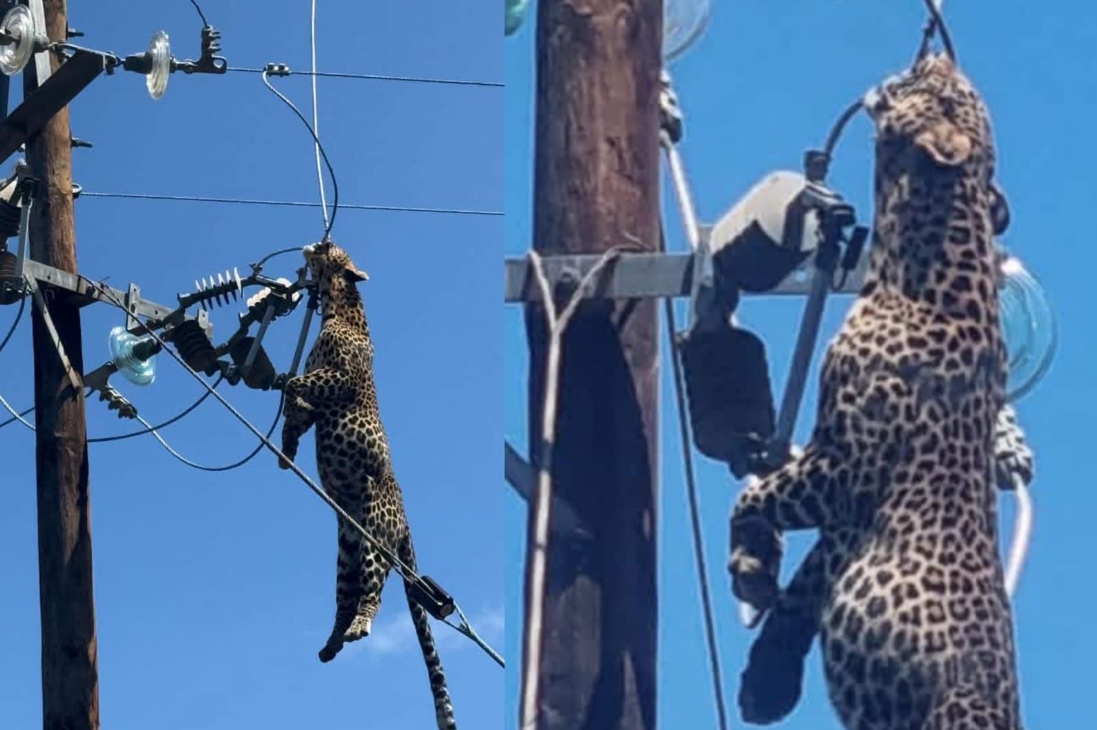 An adult male leopard was electrocuted near Worcester in Friday. Photo: Landmark Foundation