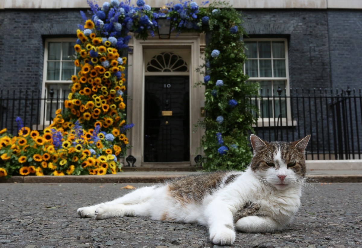 LArry the cat at 10 Downing Street, London.