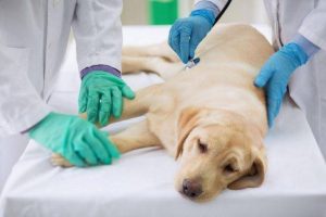 House burglary syndicate in Bloemfontein poisoning dogs