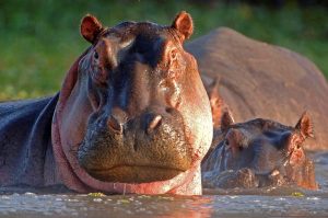 Eight hippopotamuses escape from camp after floods