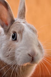 Bunnies are for life, not just Easter