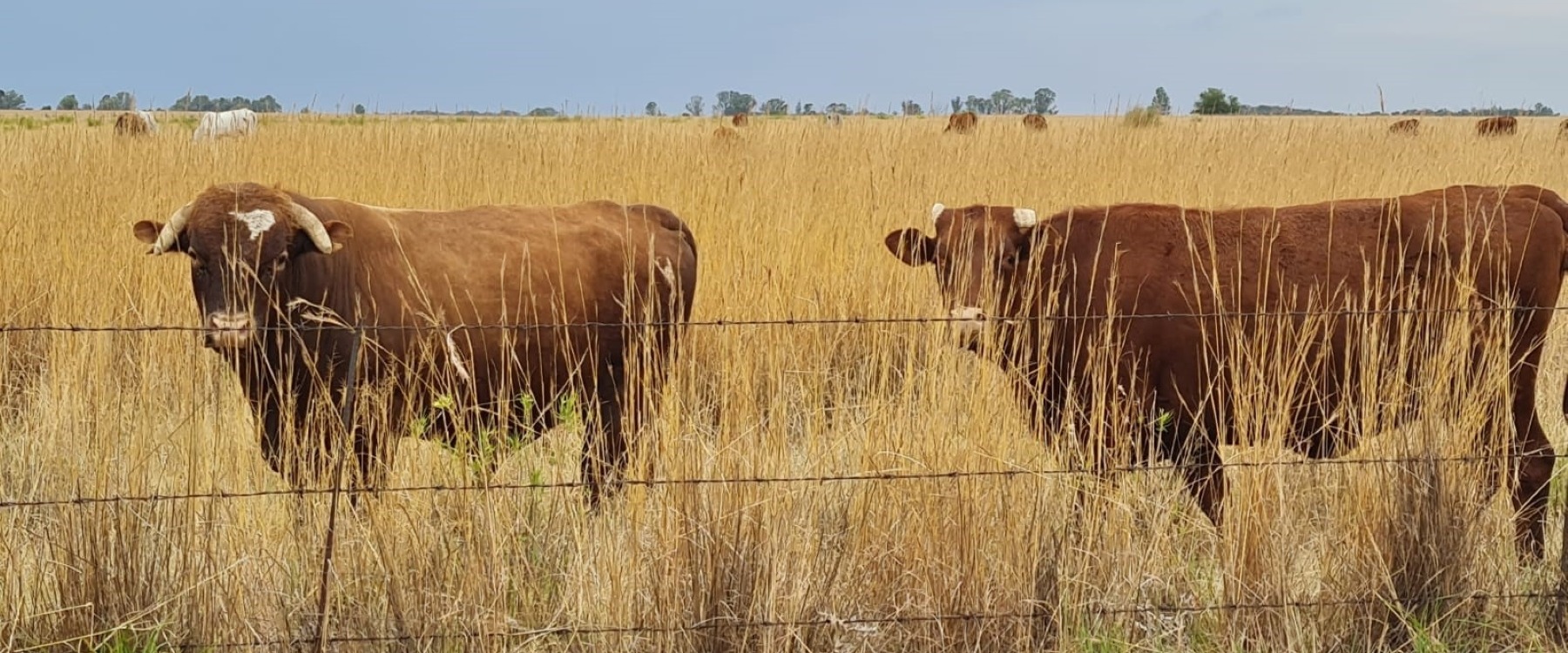 Bek-en-klouseer bly ’n bedreiging vir veeboere in die Vrystaat, Vrydag 13 Maart is tien nuwe gevalle in die provinsie bevestig.