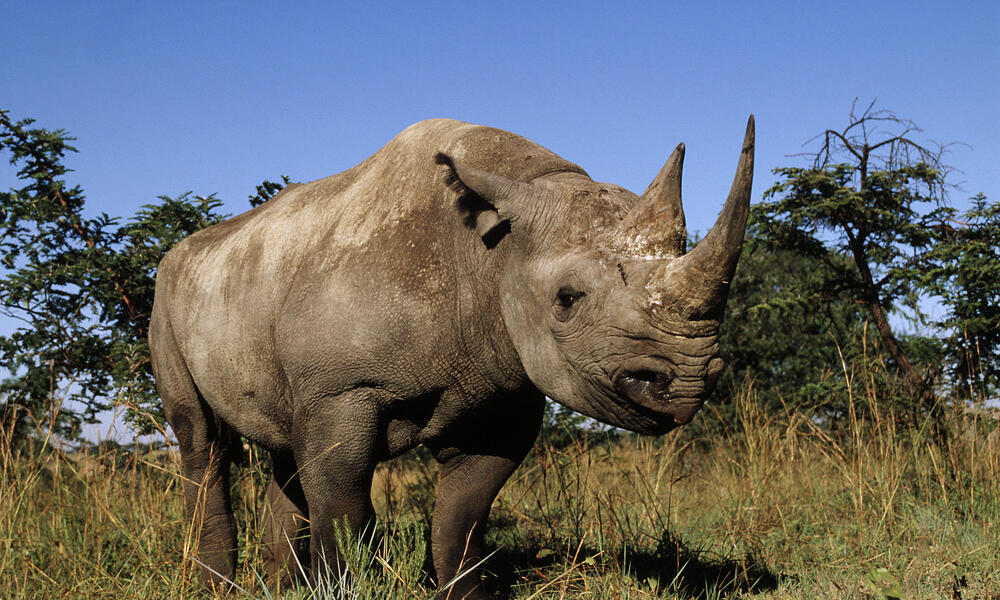 The Black Rhino, one of the most endangered animals in Africa.