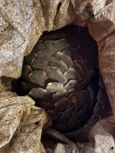Pangolin species in transit saved after police arrest trafficking suspects