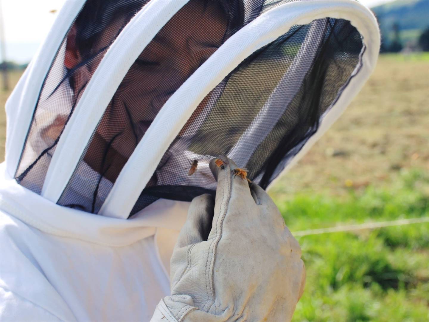 bees
