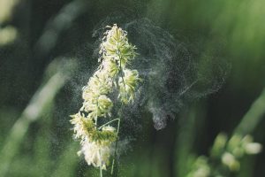 Rise in pollen count now affects more