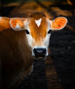 Attempts to combat FMD disease persist