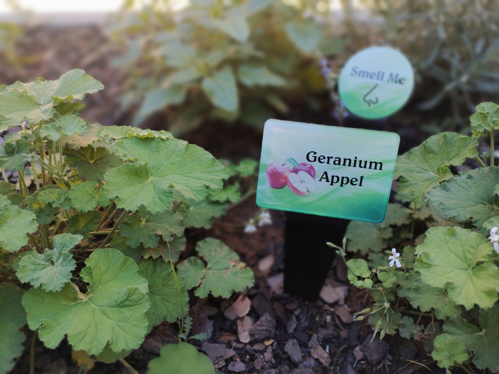 Plante in Martie du PLessis se sensoriese tuin.