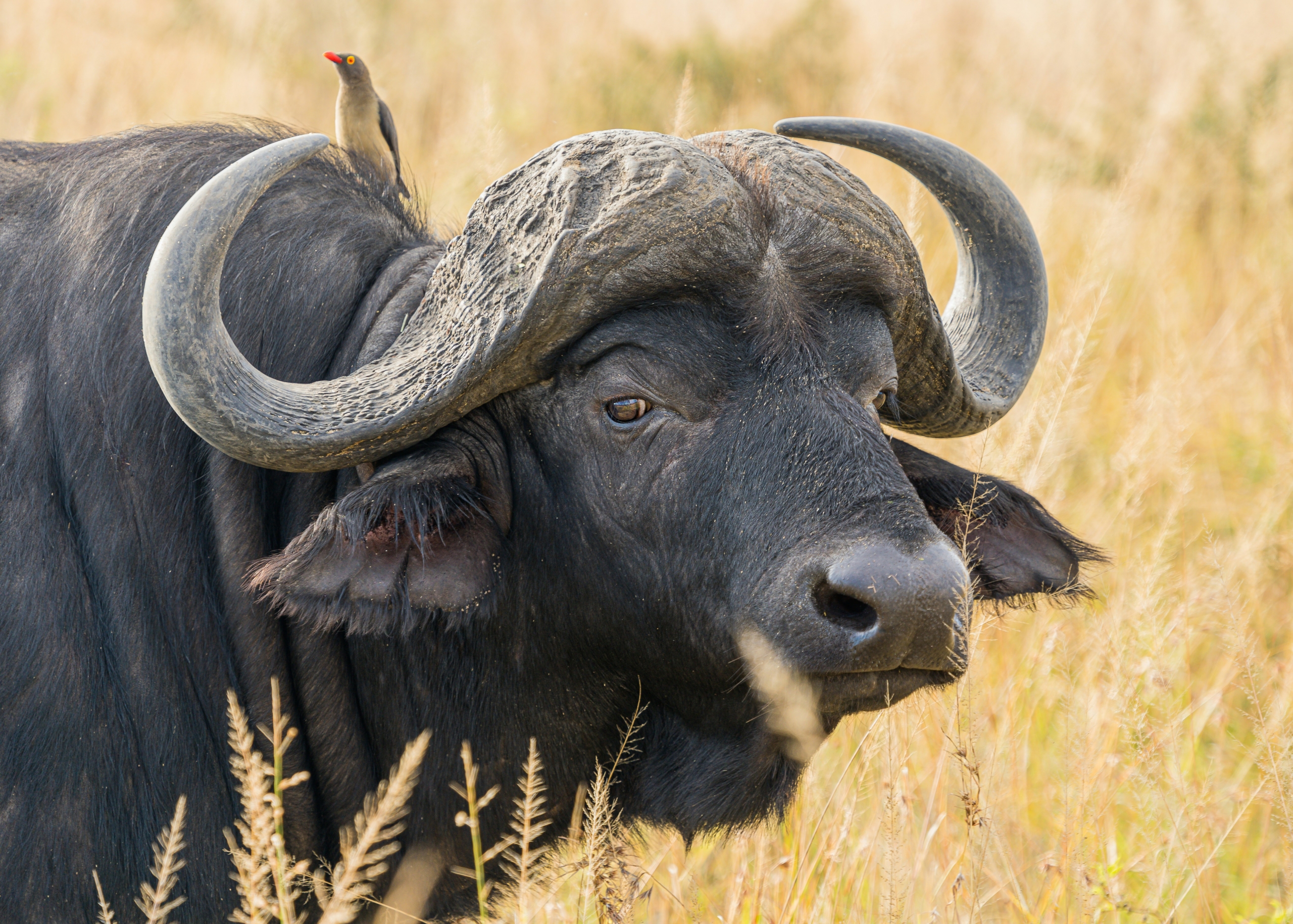Buffel op spit 'n eerste op WildsKOSfees.