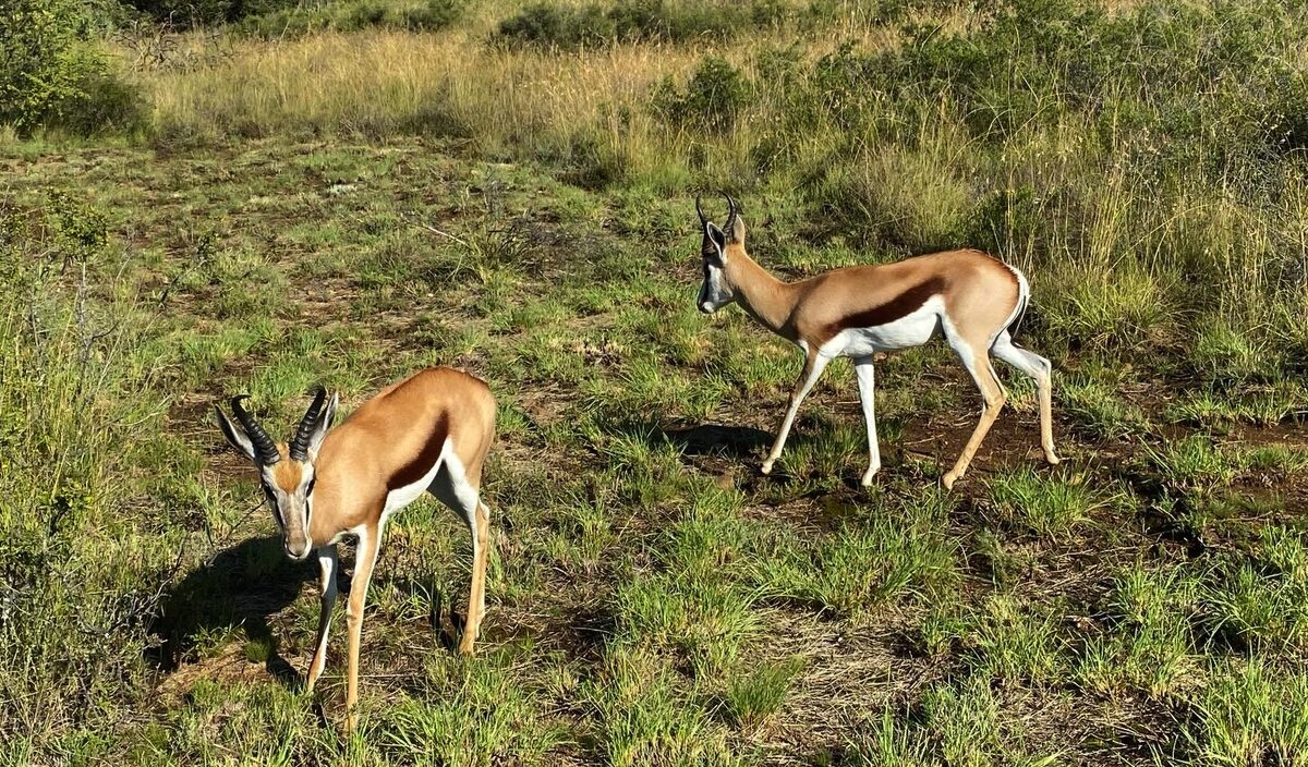 Springboks in Westdene Park.