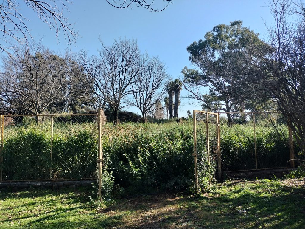 Onkruid groei in een van die destydse hokke by die Bloemfontein-dieretuin.