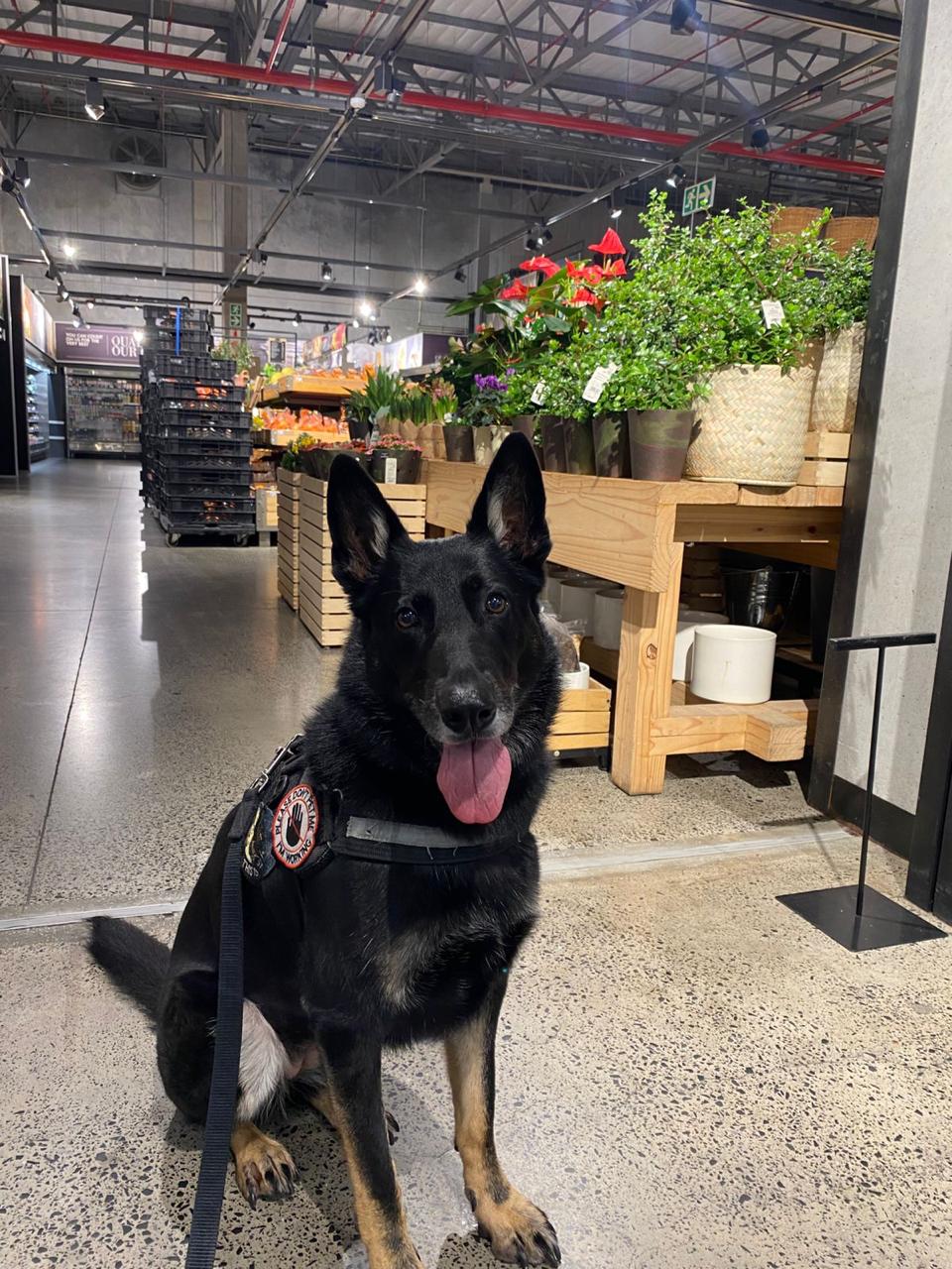 K9 sniffer dogs were deployed at Woolworths stores across the country after explosive devices were detonated at two of the retailer's branches last week.