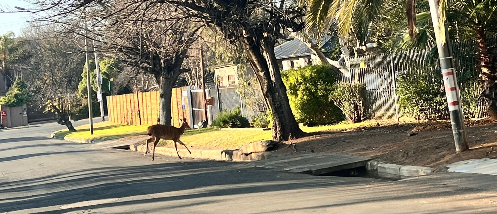 Njala-ooitjie neem uitstappie deur Bloemfontein se strate