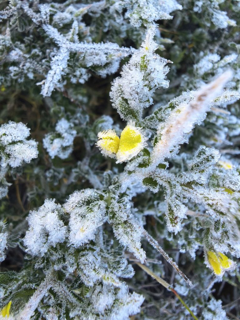 In Jagersfontein het die ysige weer ook hierdie blomme toegevou. FOTO: Chris Smith 
