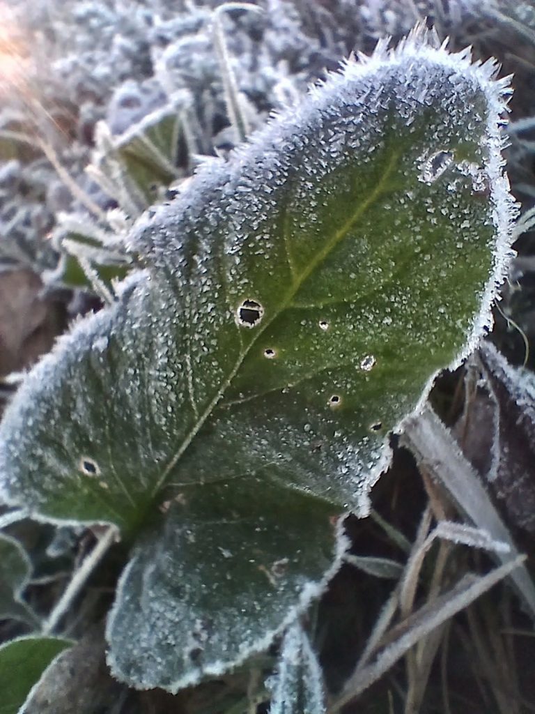 Este du Preez meen hierdie is "die mooi van die winter" en sy het die foto in Pellissier afgeneem.