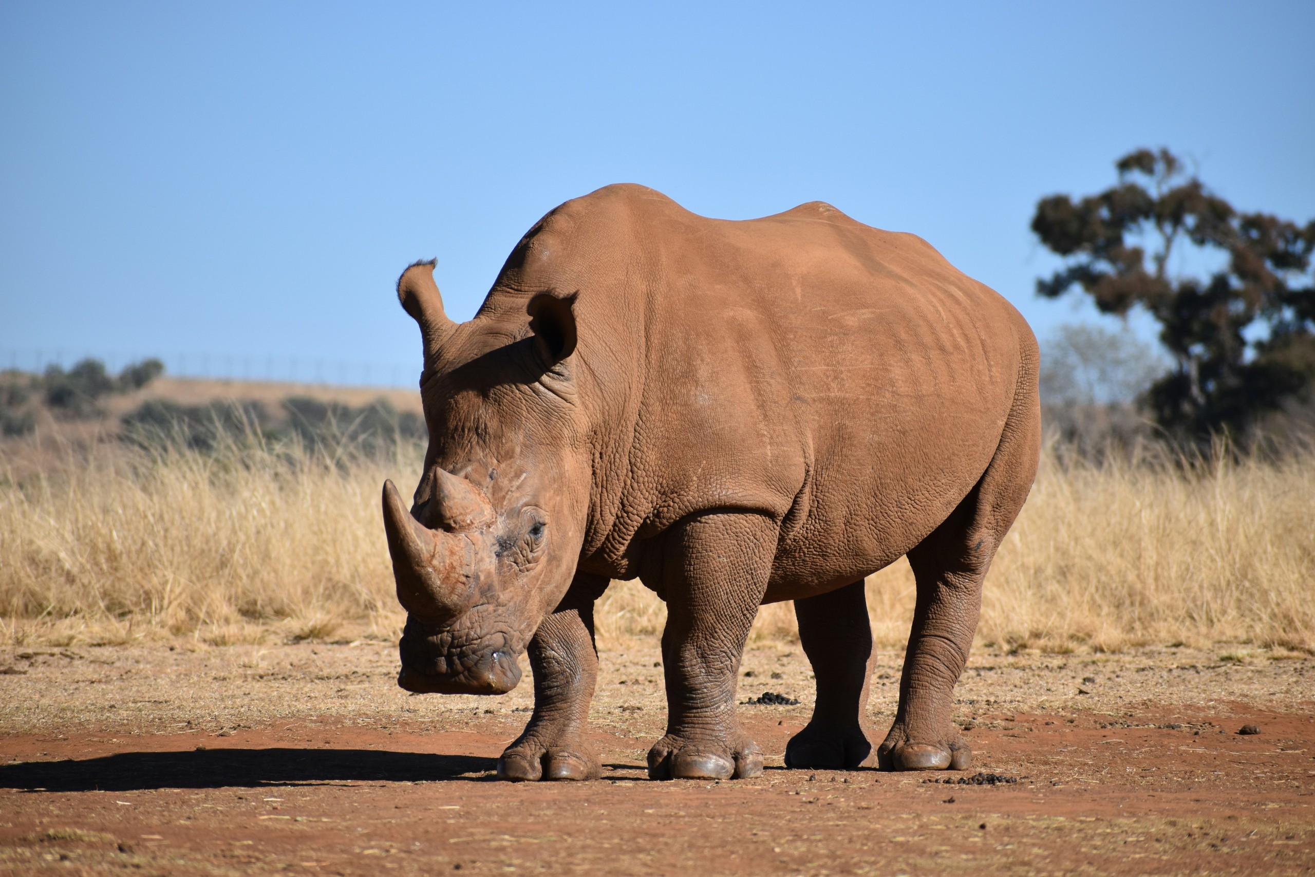 Conservation celebrates massiv legal victory for rhino's.