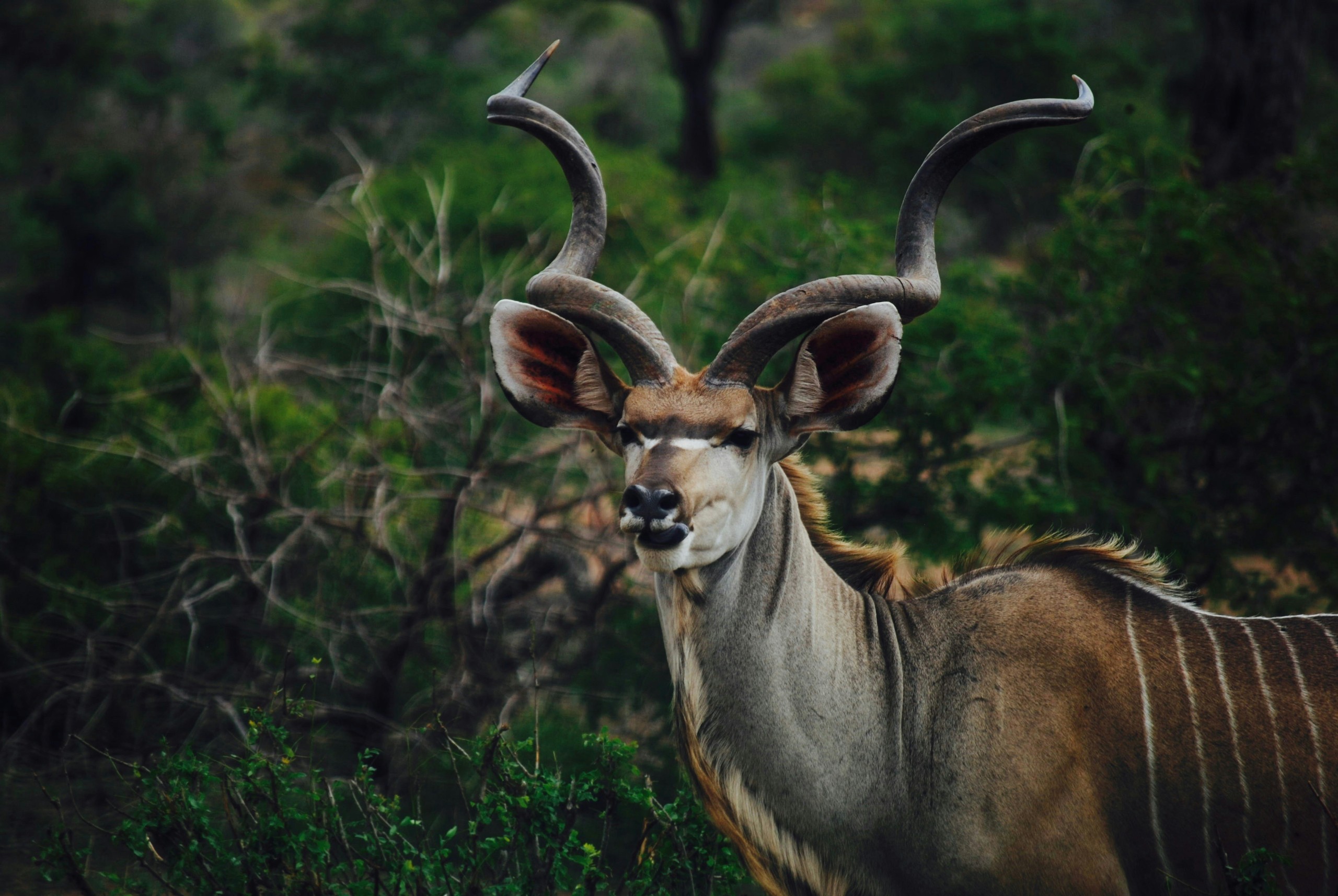 Mis in veld ‘n goeie oplossing om wild in reservate te tel
