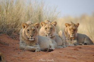 Grootskaalse leeu-opname in Kgalagadi Oorgrenspark begin