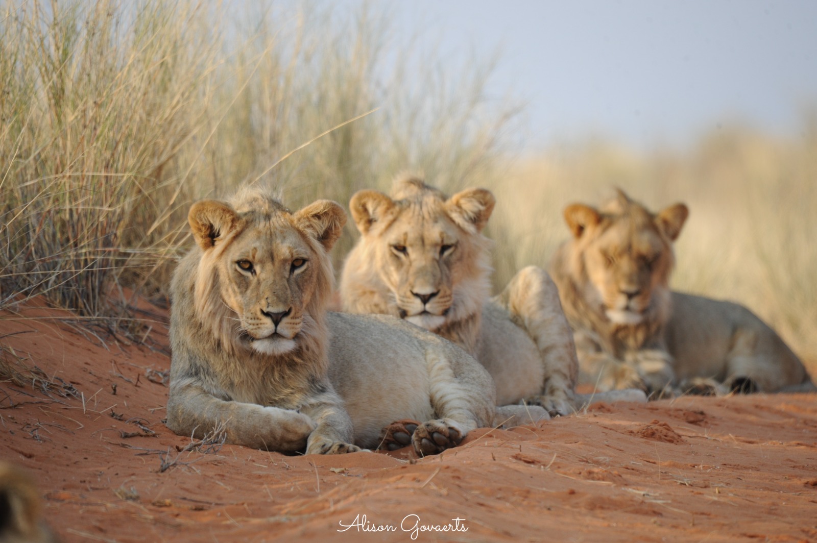 Grootskaalse leeu-opname in Kgalagadi Oorgrenspark begin