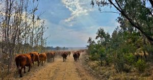 Boere staal hulle vindingryk vir El Niño se droër toestande, maar dit kán reën