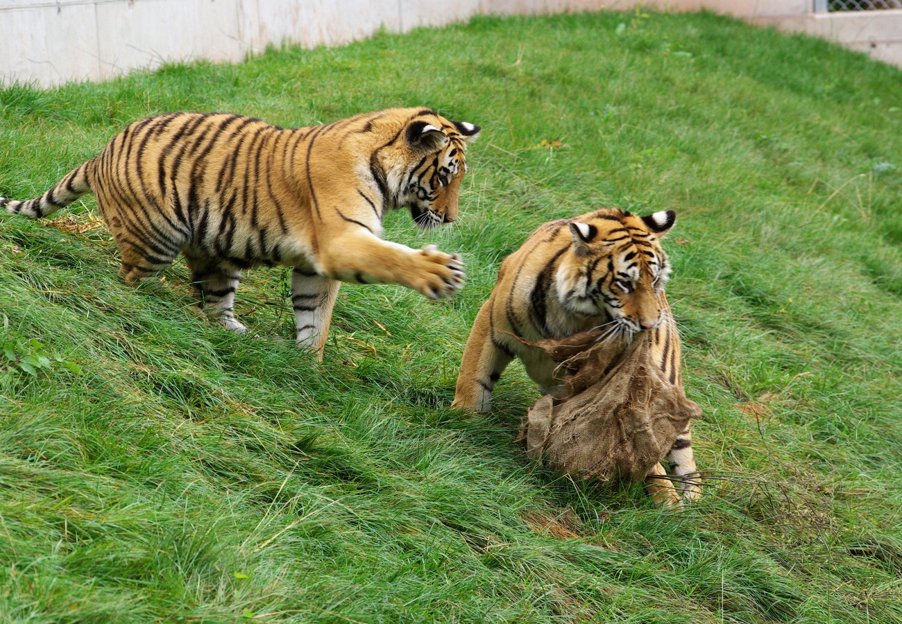 Rescued German tigers mark seven years at Free State sanctuary