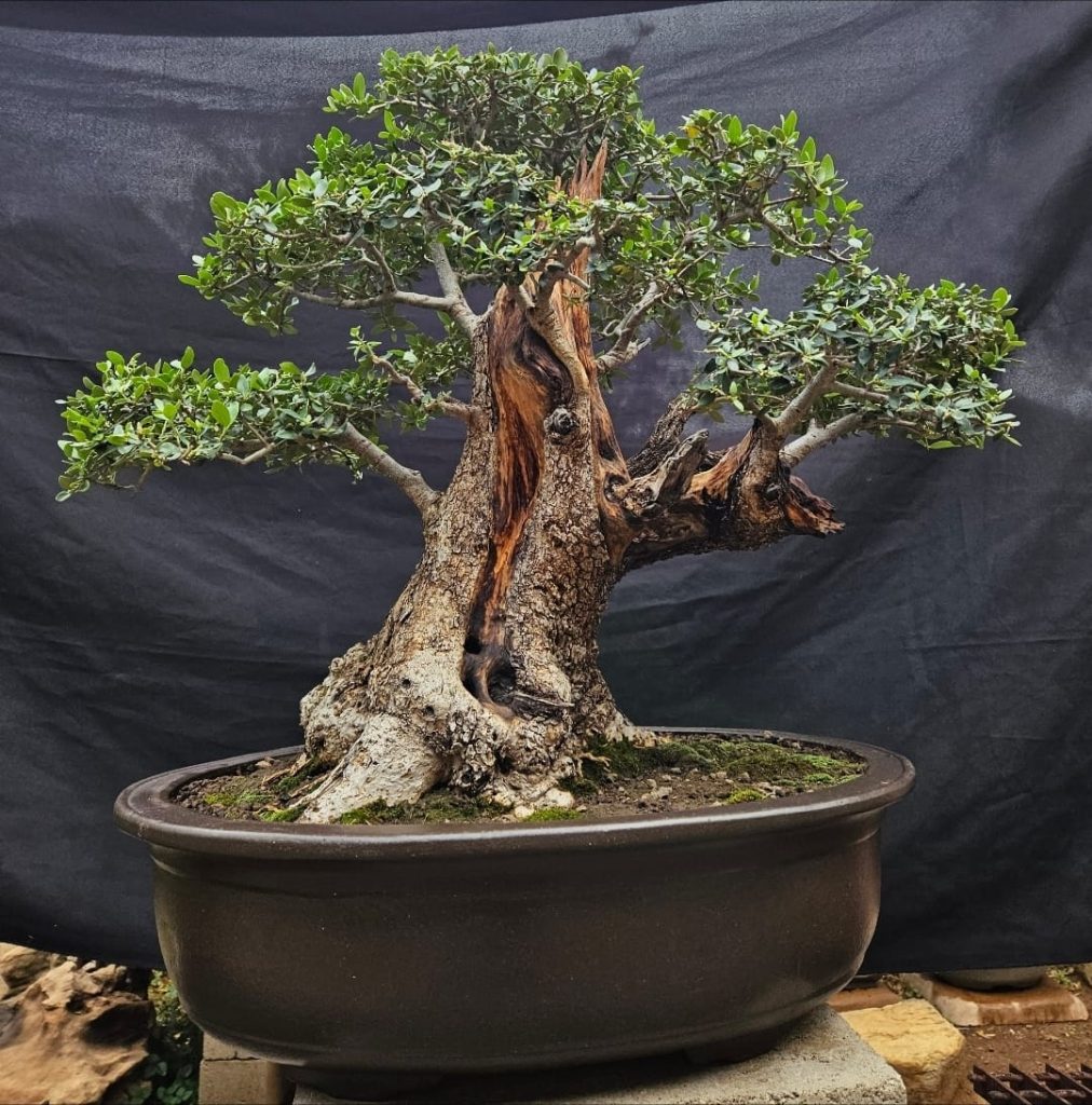 Vian Herbst se Olienhout (Olea europaea subsp. africana)