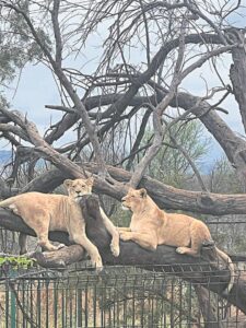 Leeu-aanval het aanloop