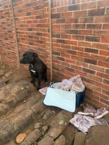 ‘Sagmoedige pitbull’ verjaag vleisrower in Langenhovenpark