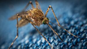 Verdryf muskiete, verhoed malaria dié somervakansie