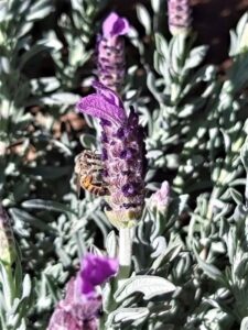 Kies slim vir ‘n ge-zoem in die tuin