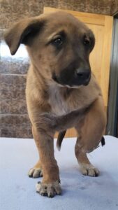 Bfn-polisie red babahondjie van vlammedood