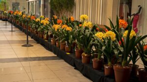 Clivias en blaarplante in Bfn bekoor