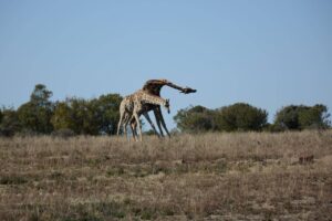Vreugde dalk net ’n jaar ver ná hartseer oor Naval Hill se kameelperde