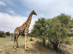 Een van Naval Hill se geliefde kameelperde sterf